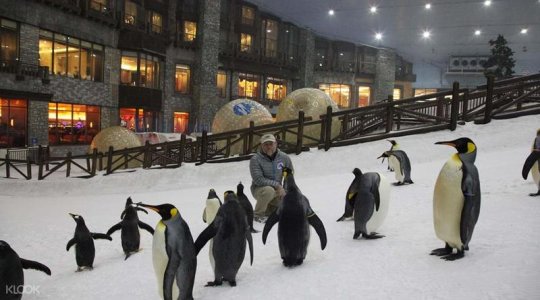 Ski Dubai Penguin.jpg