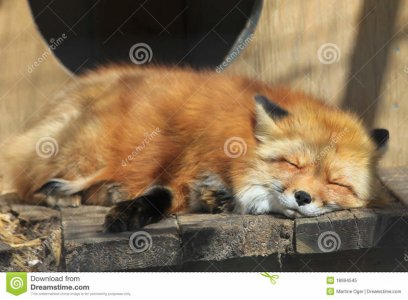 baby-red-fox-18994545.jpg