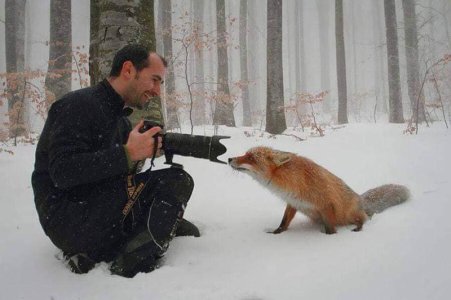 fox-confused-by-camera-43354.jpg