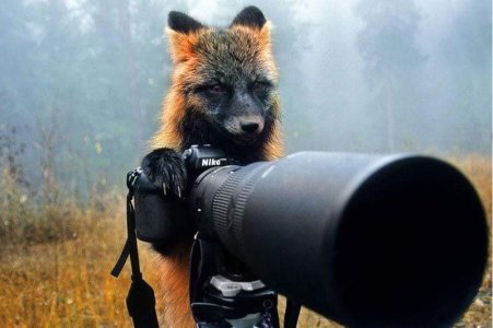 fox-becomes-photographer-43274.jpg