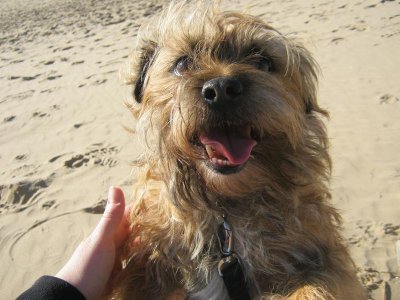 Foxy's nephew IMG_8787.jpg