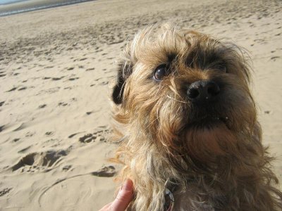 Foxy's nephew IMG_8791.jpg