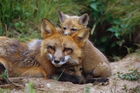 mother-red-fox-and-pups_u-l-pzq7vz0.jpg