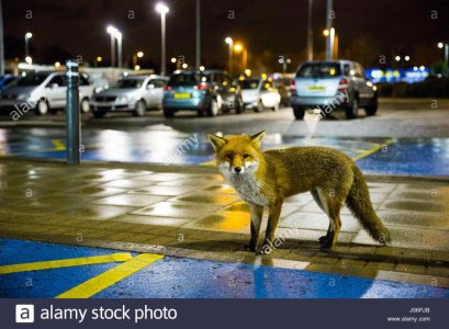 fox in a-supermarket-carpark-braehead-shopping-centre-glasgow-J06PJB.jpg