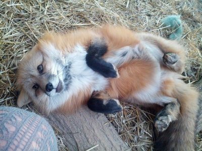 belly rub 2.jpg belly rub 2.jpg