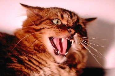 Angry_Cat.jpg