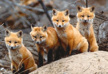 fourfoxes.jpg