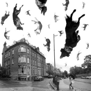 raining_cats_and_dogs_by_quartertofour-d20kru1.jpg