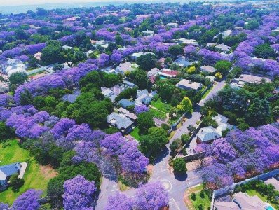 jacaranda.jpg