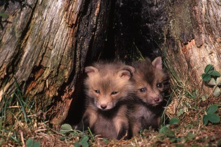 young-red-fox-pups-vulpes-vulpes-thomas-and-pat-leeson.jpg