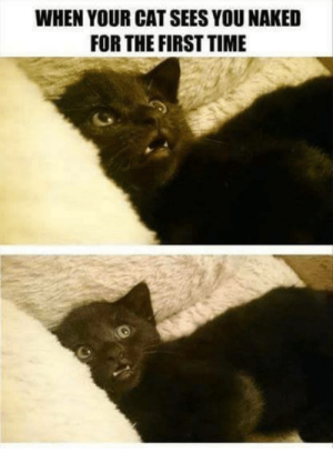 when-your-catsees-you-naked-for-the-first-time-2891692.png