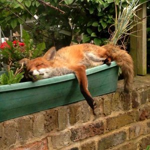 gardenfox.jpg
