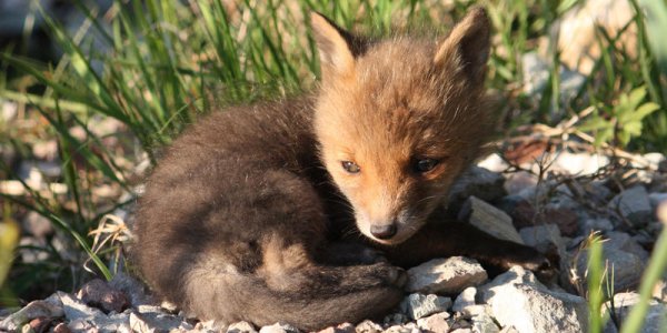 BABY-FOX-facebook.jpg