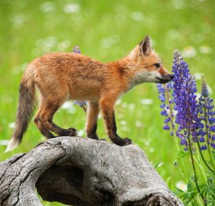 smelling flowers.jpg