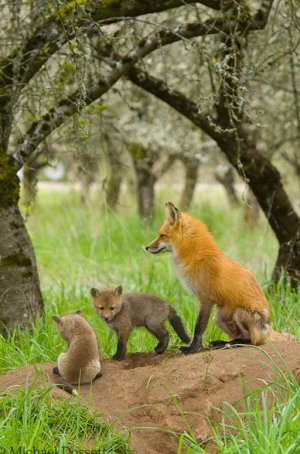 8d28326dba35324d98630ac875f3ad95--fox-baby-baby-foxes.jpg