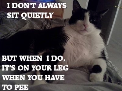 funny-cat-pictures-with-captions.jpg
