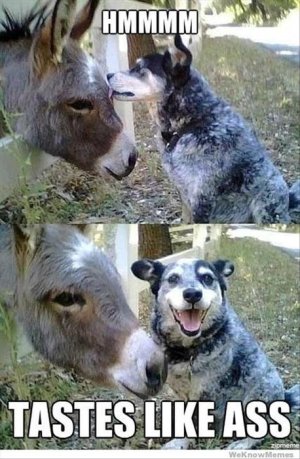 dog-and-donkey-funny-pictures.jpg