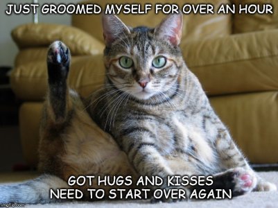 Cat_hygiene 3hftzi.jpg