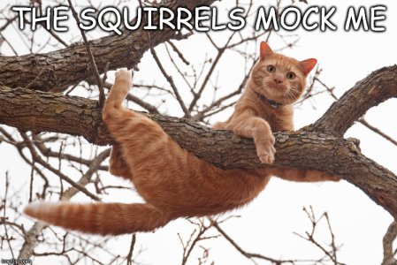 Cat-in-tree 3hg0va.jpg