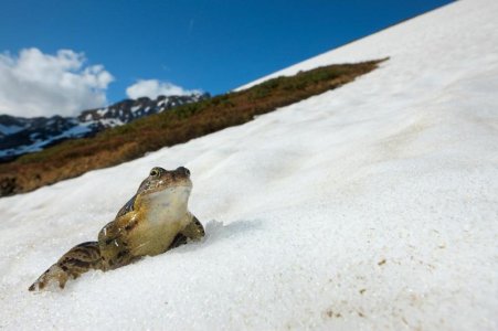 cold-frog-alps.jpg