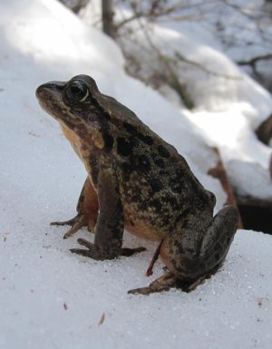 frogonsnow.jpg
