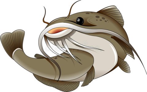 catfish.jpg catfish.jpg