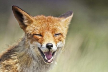 happy-fox-1024x683.jpg