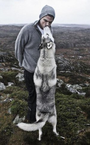 kiss-dog-man-husky.jpg