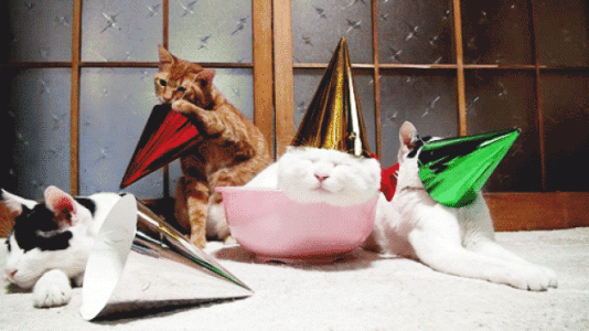 4. new-years-eve-cats-e1356637713147.gif