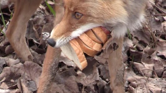 foxsarnie2.jpg