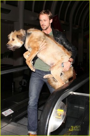 ryan-gosling-dog-lax-04.jpg