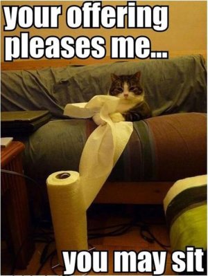 funny-lol-cats-playing-with-toilet-paper.jpg