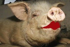 lipstick_on_a_pig.jpg