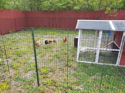 20200516_093202.jpg 20200516_093202.jpg