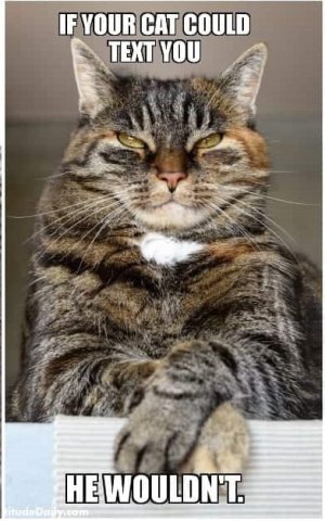cat-memes-media.jpg