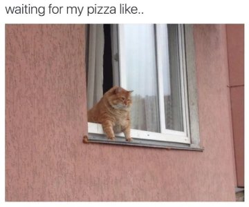 funny-cat-memes-14.jpg