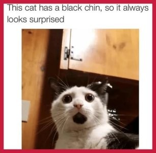 CatMemes5.jpg