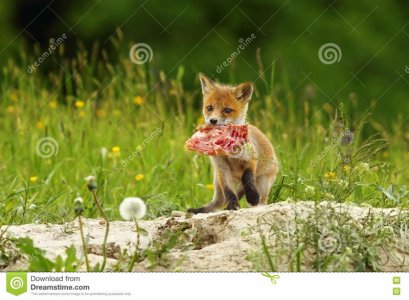 eating-meat-cute-red-has-stolen-chicken-piece-vulpes-vulpes-72104730.jpg