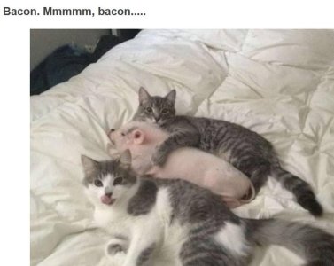 mmmbacon.jpg mmmbacon.jpg