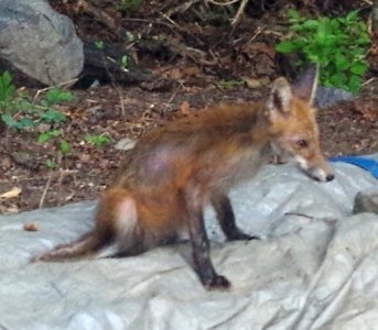 foxP7282b2.JPG
