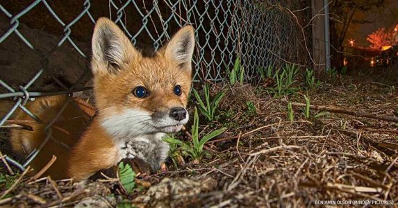 Foxes-Fence-BENJAMIN-OLSON-MINDEN-1200x628.jpg Foxes-Fence-BENJAMIN-OLSON-MINDEN-1200x628.jpg