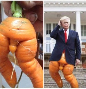 Don Carrot .jpg