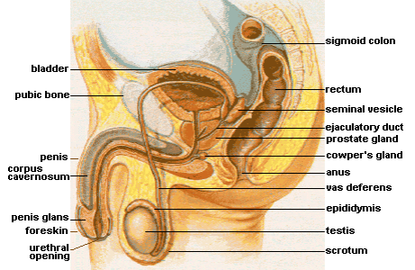 Male_anatomy.png