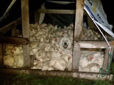 Chickens.JPG Chickens.JPG