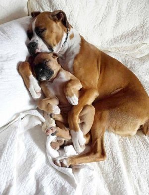 cute-dogs-boxer-sleep.jpg