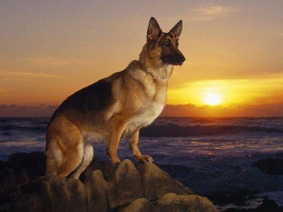 German-shepherd.jpg