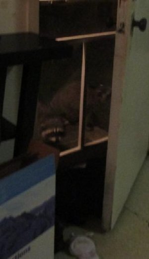 racoon, front door.jpg