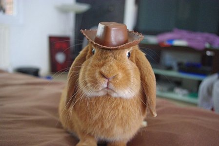 Cowboy-Image.jpg
