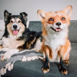 dog and fox.jpg