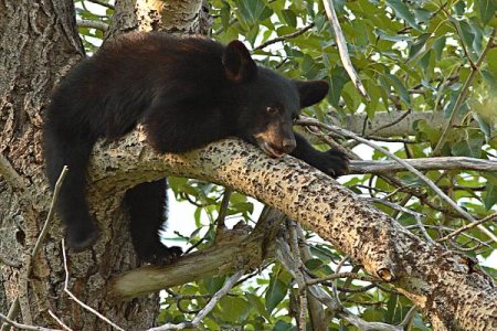 black-bear-cub-hanging-out-on-tree-branch-max-allen.jpg